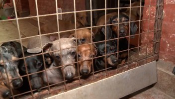 Así rescataron a 55 perros salchicha de un criadero ilegal en Buenos Aires