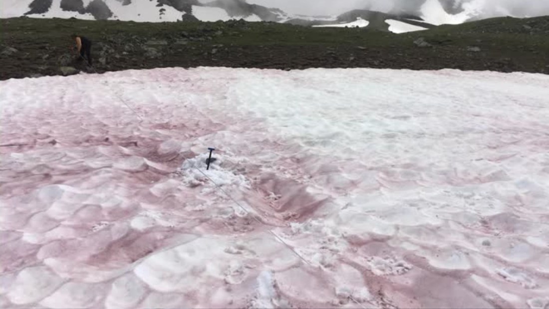 ¿Qué es la “nieve de sangre” que acelera el deshielo en los Alpes? 