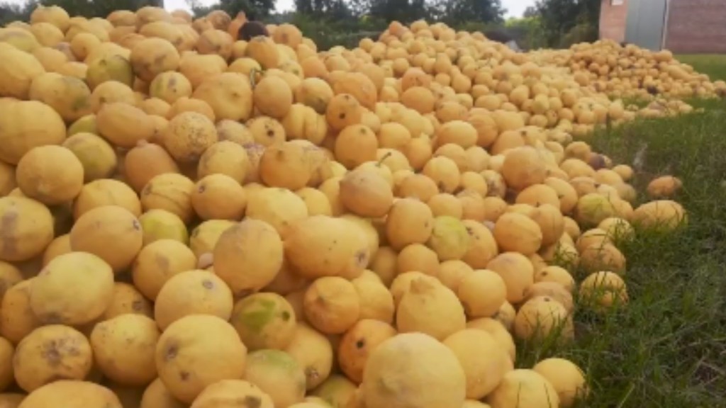 Toneladas de limones desechados por falta de combustible en Argentina