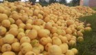 Toneladas de limones desechados por falta de combustible en Argentina