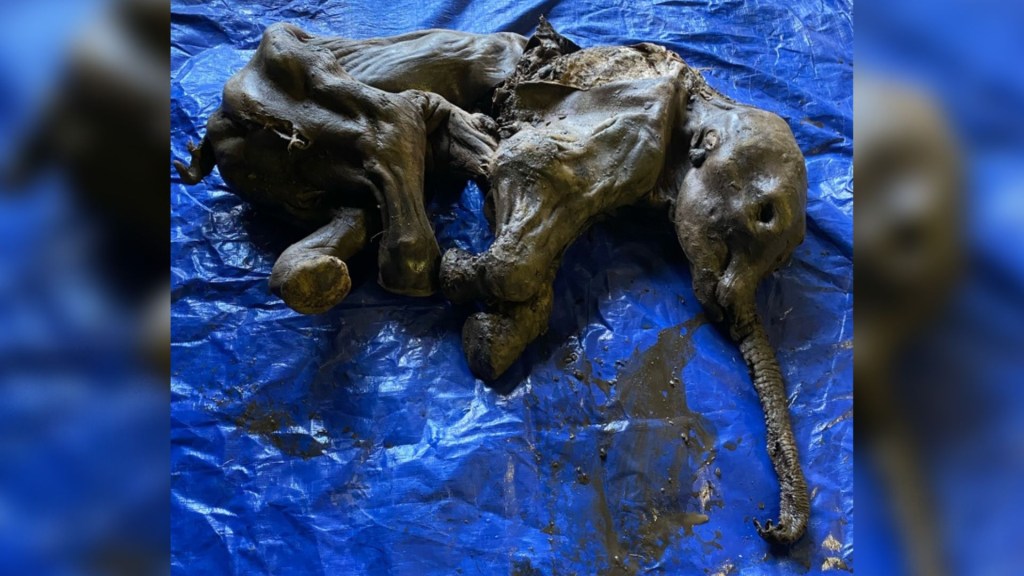 Este bebé mamut momificado se ha conservado durante más de 30.000 años.