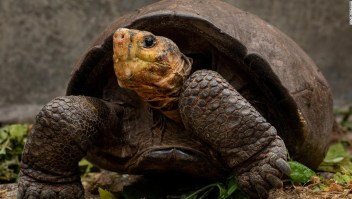 Fernanda es fotografiada en el centro de cría de tortugas gigantes de Santa Cruz, Islas Galápagos. Es el único ejemplar existente de la especie. (Crédito: Lucas Bustamante @luksth)