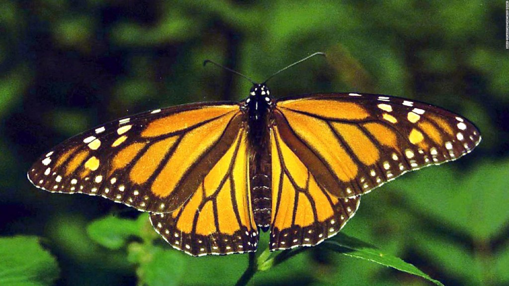 Monarch butterfly, endangered