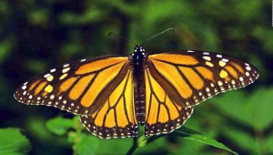 Mariposa monarca, en peligro de extinción