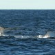 Científicos descubren que las ballenas cantan