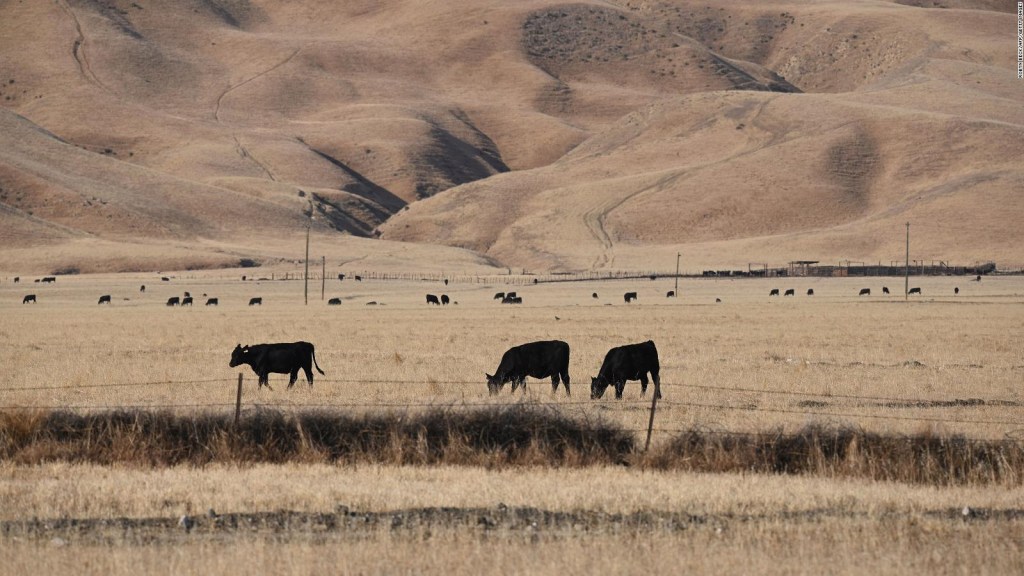 Drought crisis in the US affects ranchers