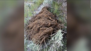 Más de 10 millones de abejas se soltaron al chocar un semirremolque en una autopista de Utah.