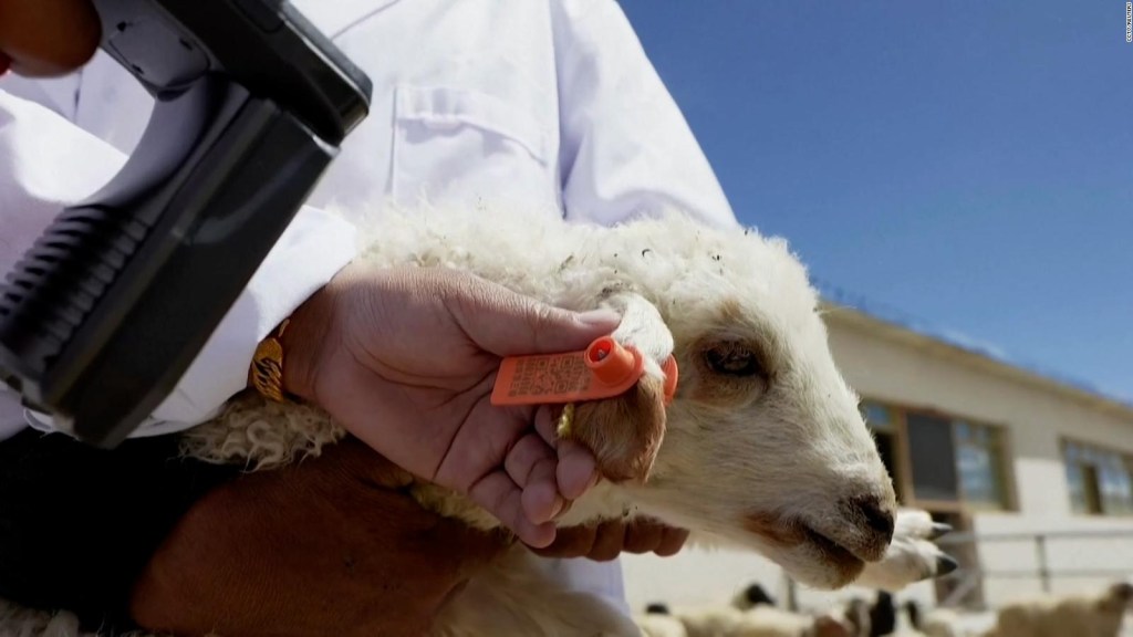 China: sheep farming entered the digital age