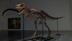 Un pariente cercano del Tiranosaurio rex será subastado en Nueva York