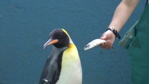 pingüinos pescado acuario