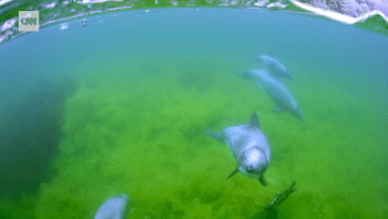 Registran como nunca antes al raro delfín chileno