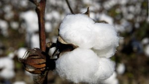 Cae el precio del algodón en EE.UU.