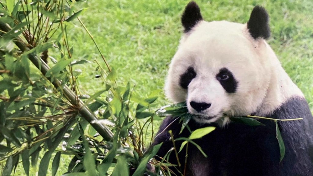 El panda más viejo de México muere después de su cumpleaños