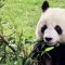Panda más longeva de México muere después de su cumpleaños