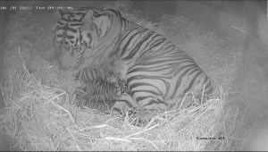 Conoce a estos 3 raros tigres recién nacidos en Londres