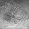 Conoce a estos 3 raros tigres recién nacidos en Londres