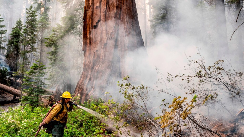 Bomberos luchan para proteger a secuoyas en California