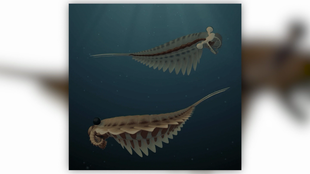 Fossil of marine predator with three eyes found