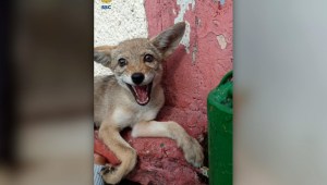 Rescatan a cachorro de coyote que deambulaba por las calles