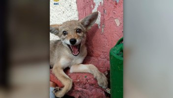 Rescatan a cachorro de coyote que deambulaba por las calles