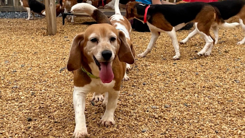 4,000 rescued Beagles up for adoption in the US