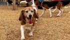 4.000 Beagles rescatados, en adopción en EE.UU.