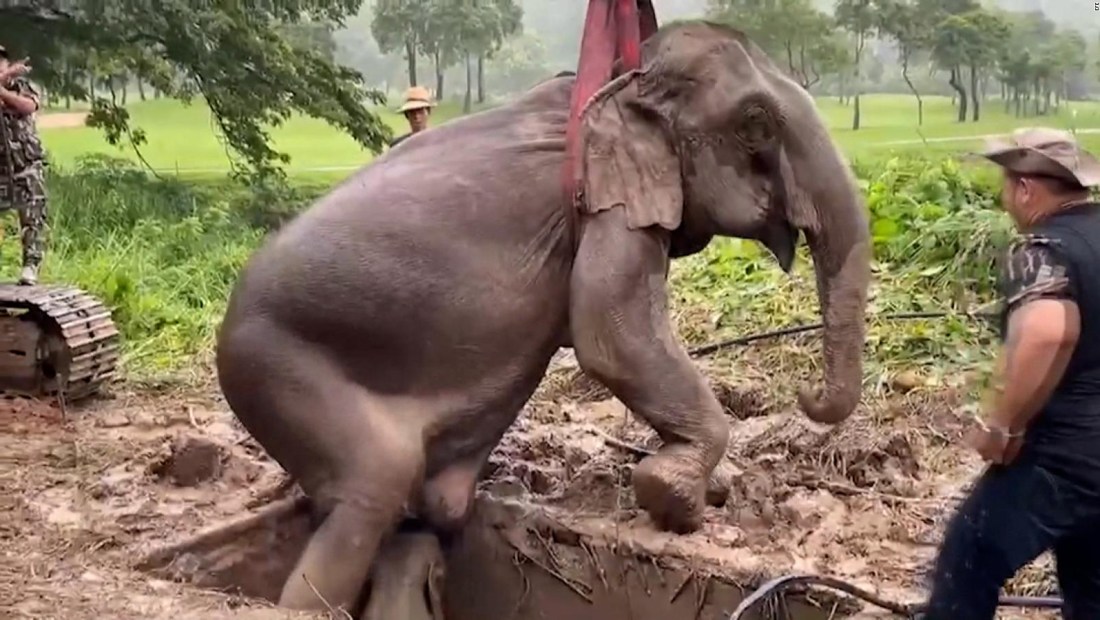 Así lograron rescatar a una mamá elefante y su bebé