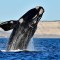 Alertan atropello de enormes ballenas azules en la Patagonia