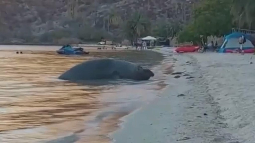 Elephant seal causes surprise on a Mexican beach