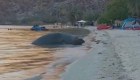 Elefante marino provoca sorpresa en una playa mexicana