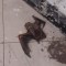 En el Metro rescatan a un murciélago herido