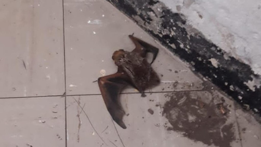 In the Metro they rescue an injured bat