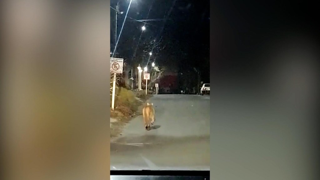 A loose cougar puts a city in Argentina on alert