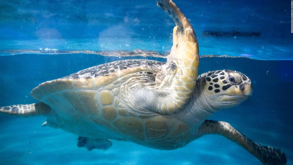 tortuga marina verde herida Japón