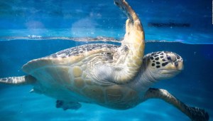 Varias tortugas verdes marinas fueron encontradas heridas en la costa de Japón