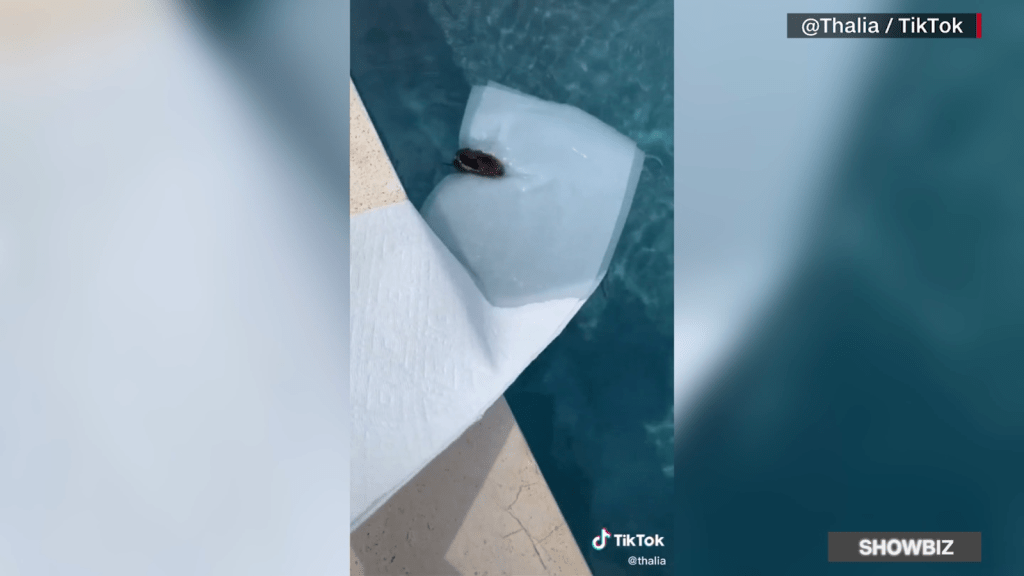 Thalia saves the life of a drowning mouse in her pool