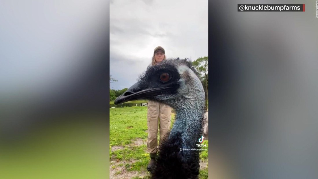 Mira por qué este emú se hizo viral en internet