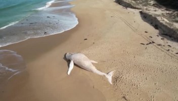 Inusual marea alta arrastró a una ballena blanca muerta a esta playa