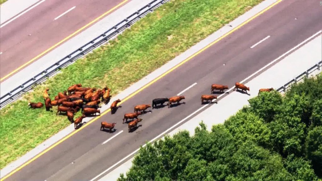 Loose cows force highway closure in Florida for hours