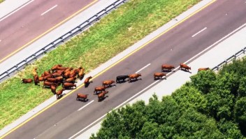 Vacas sueltas obligan a cerrar autopista en Florida por horas