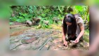 Encuentran huellas de dinosaurios en restaurante de China