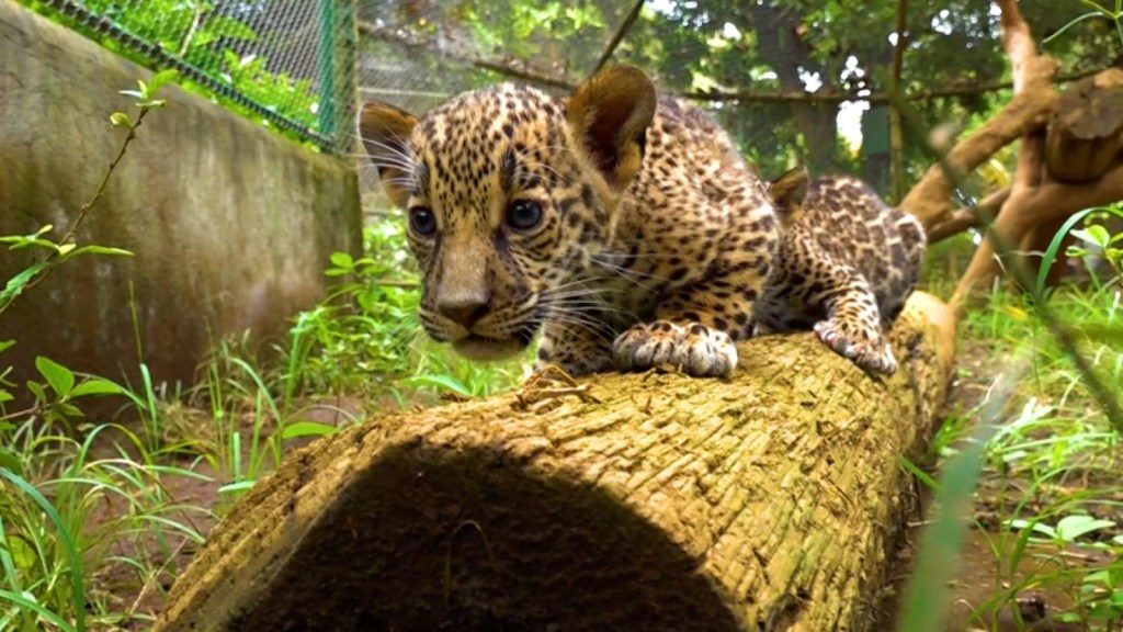 Adorable jaguar cubs conquer from Nicaragua