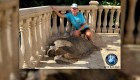 Giant tortoise rescued in Florida