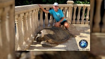 Rescatan a una tortuga gigante en la Florida