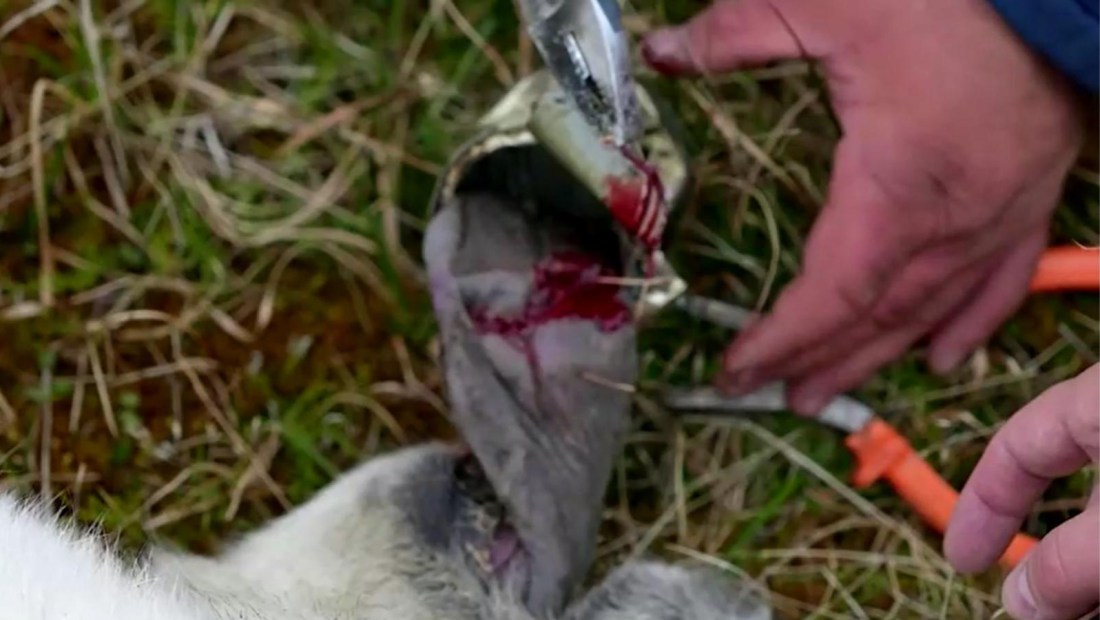 Osa polar con la lengua atrapada en una lata es rescatada