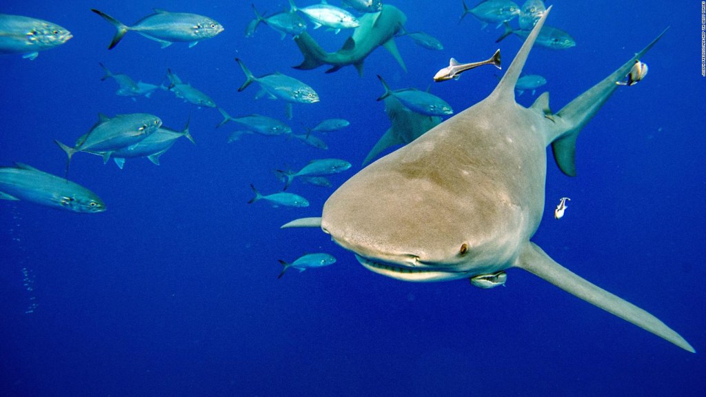 La relación entre los ataques de tiburón y el aumento de las temperaturas