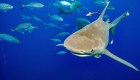 La relación entre los ataques de tiburón y el aumento de las temperaturas