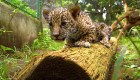 Two jaguar cubs are born in Nicaragua