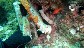 Un buzo hizo un importante hallazgo en el fondo del mar