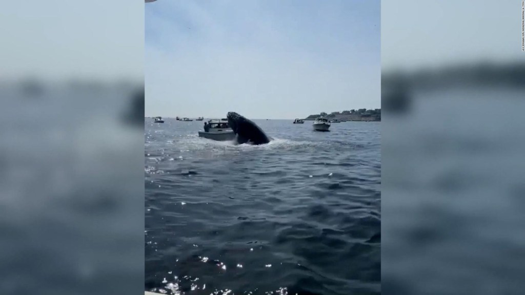 The moment a whale jumps over the bow of a ship
